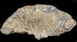 Bargain Fossil Coral (Actinocyathus) Head - Morocco #44880-1